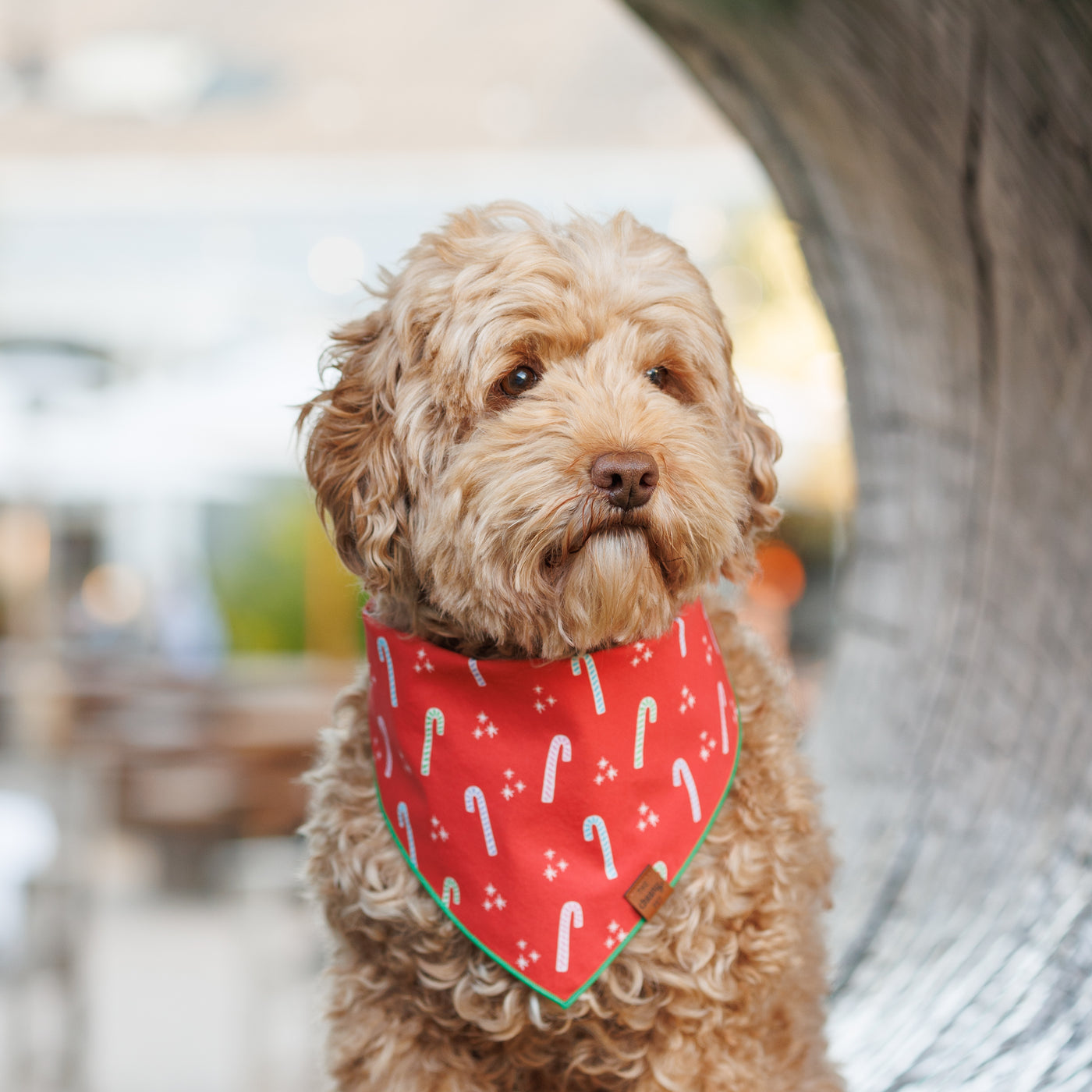 Festive Bandana Bundle