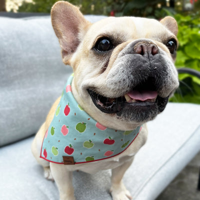 Apples Pet Bandana