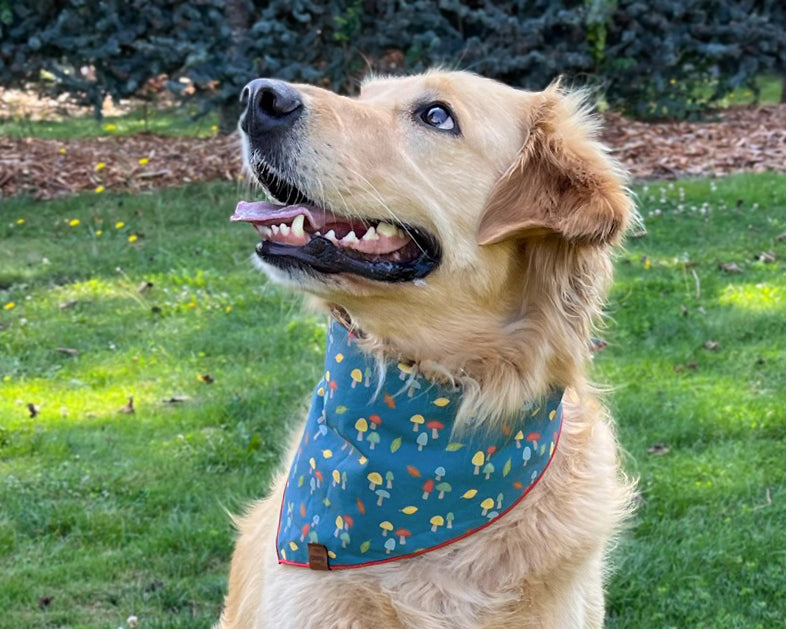 Mushroom Pet Bandana