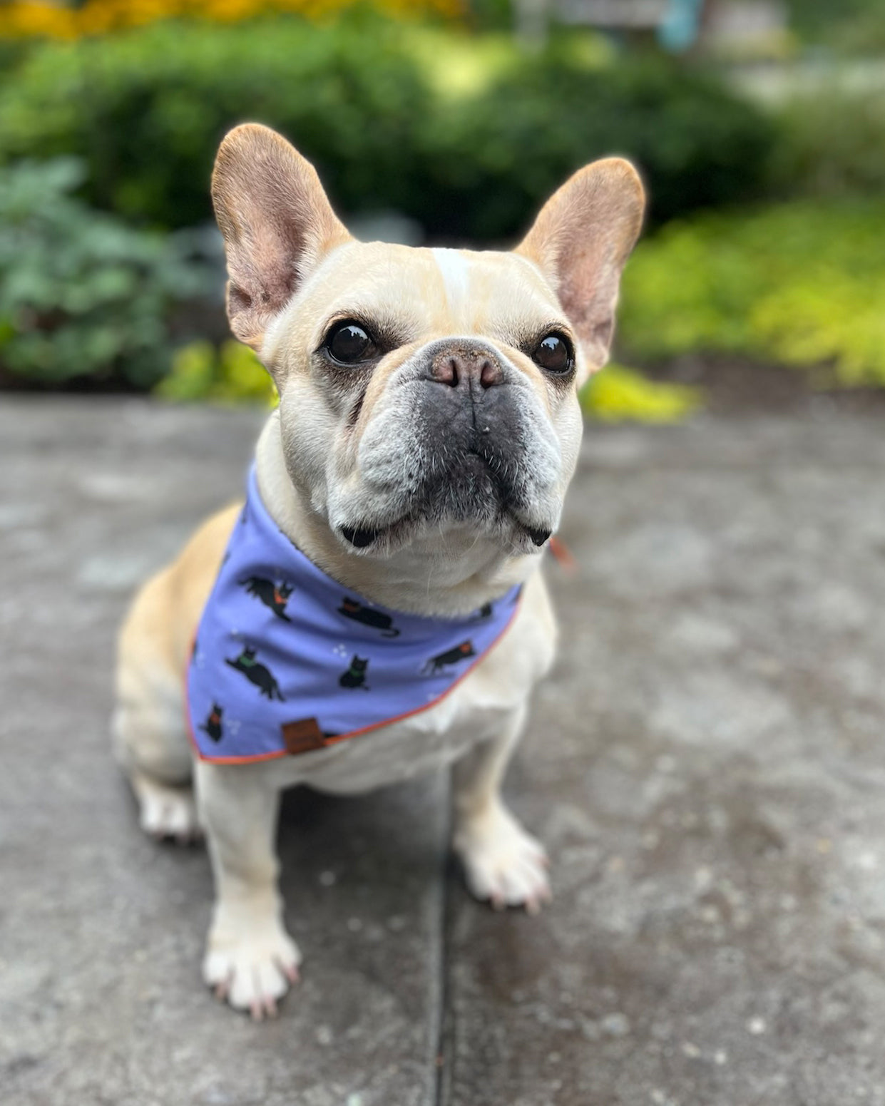 Black Cats Pet Bandana