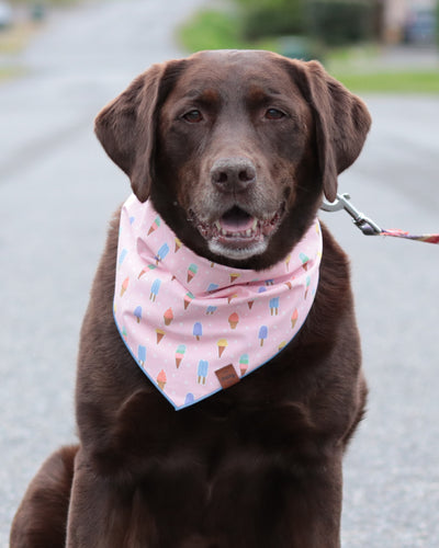 Ice Cream Pet Bandana