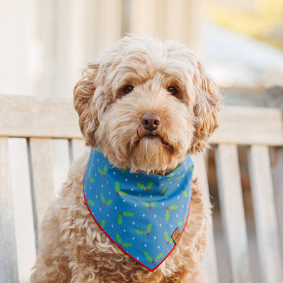 Holly Pet Bandana - Blue