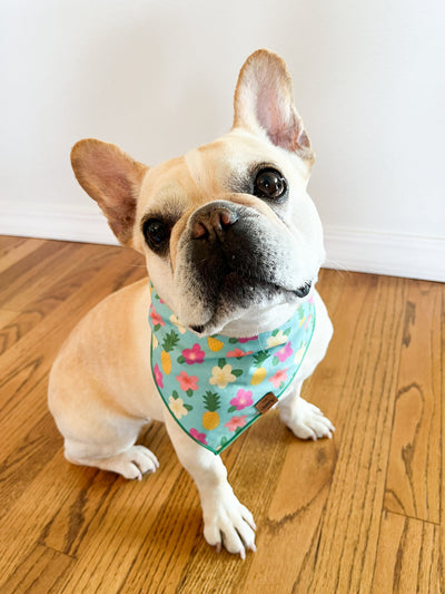 Pineapple and Plumeria Pet Bandana