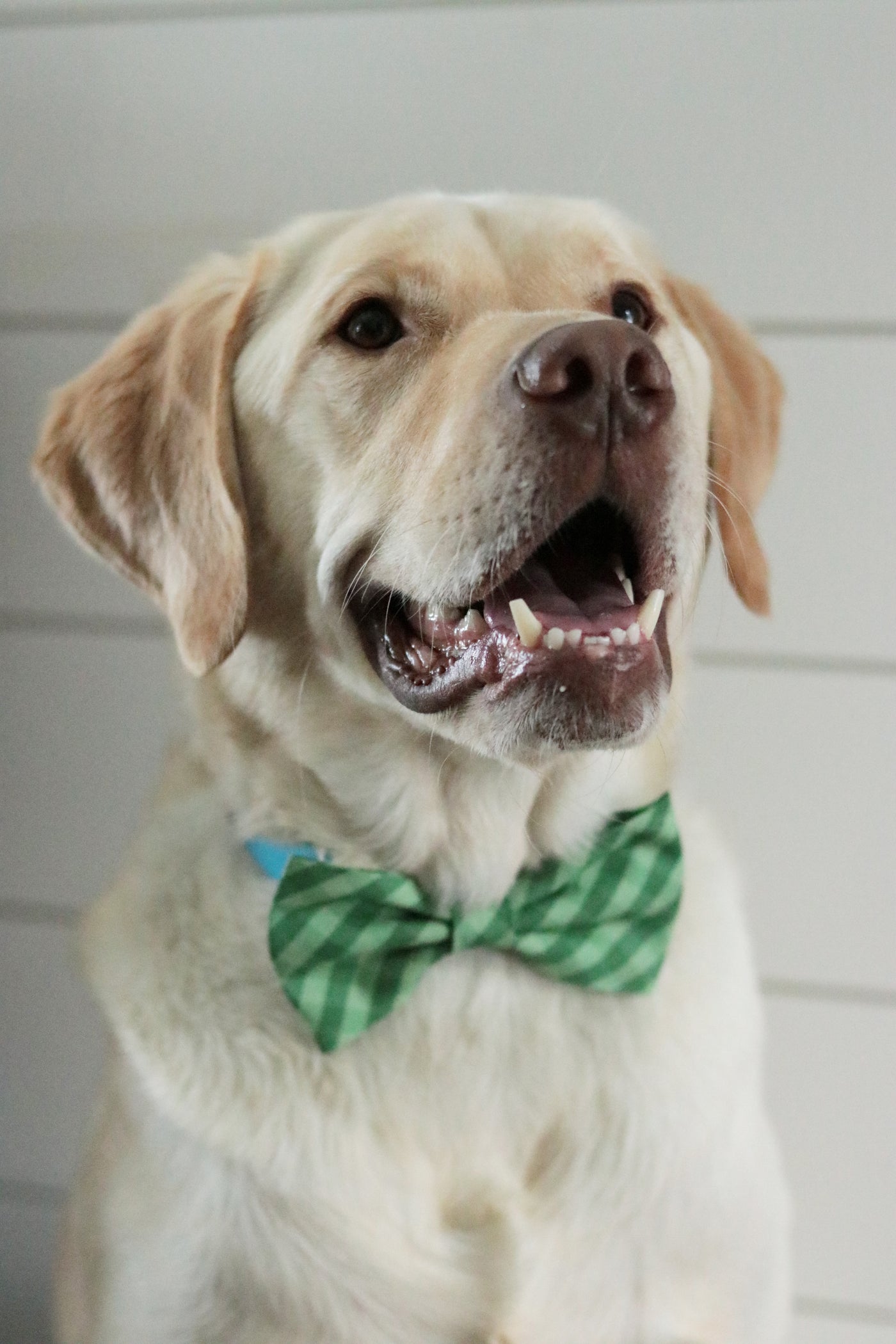 Green Check Bow Tie