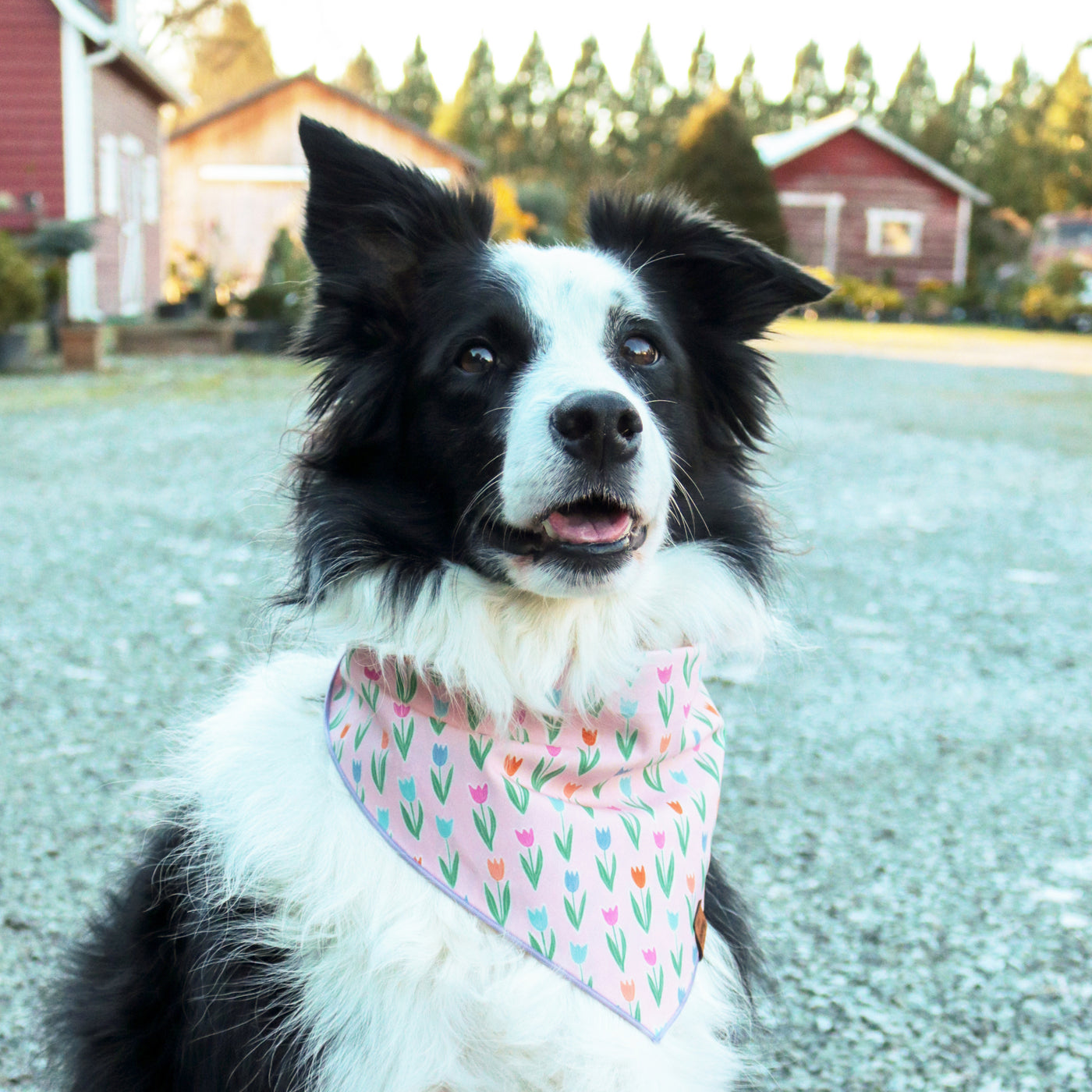 Tulip Pet Bandana - Pink