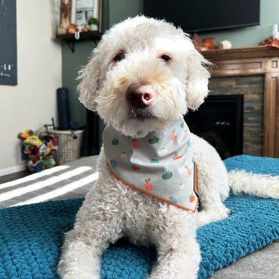 Pumpkins Pet Bandana