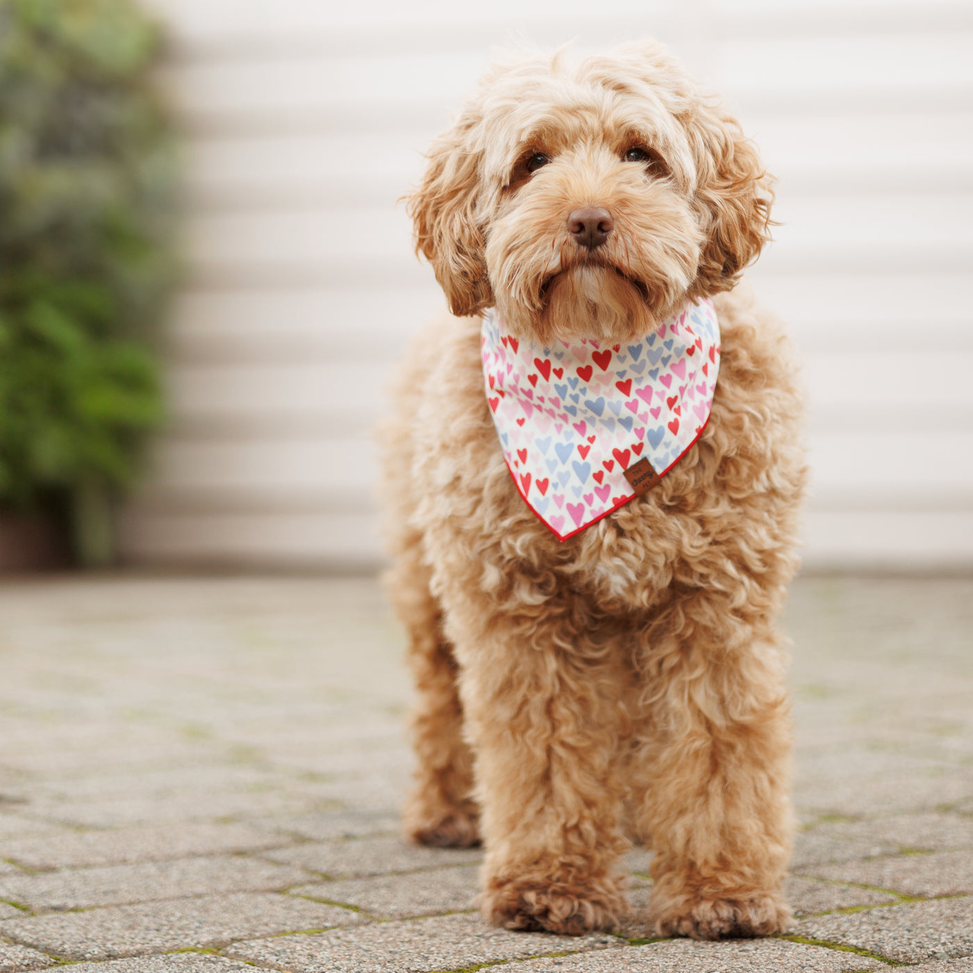 Hearts Bandana - Pink