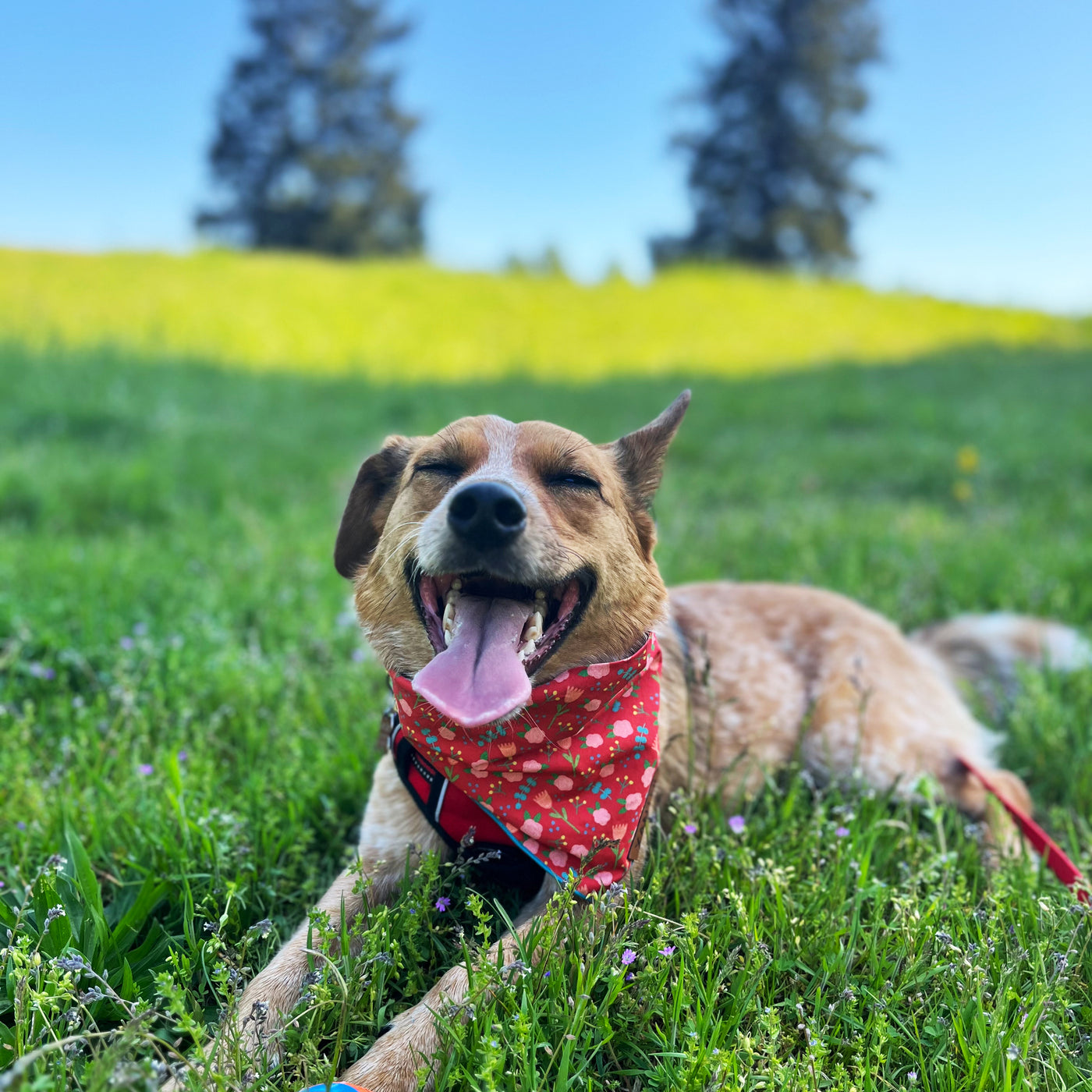 Red Floral Pet Bandana