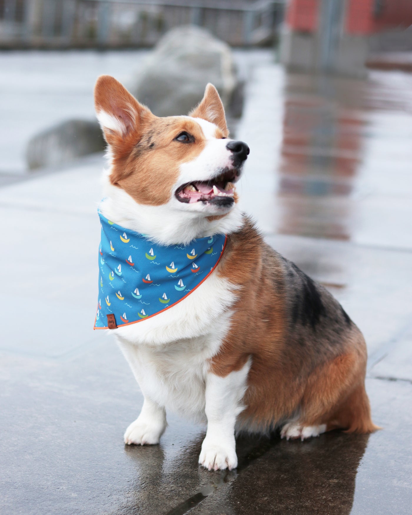 Sail Boats Pet Bandana