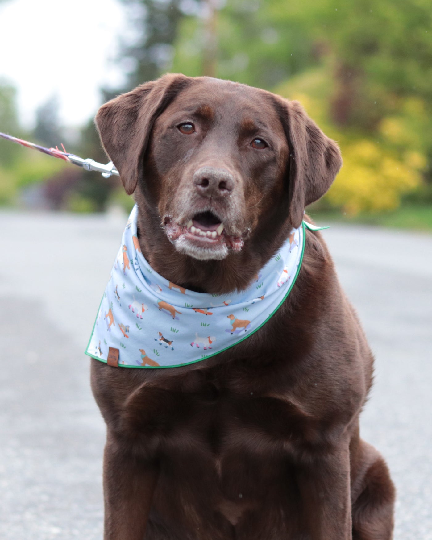 Skater Dogs Bandana