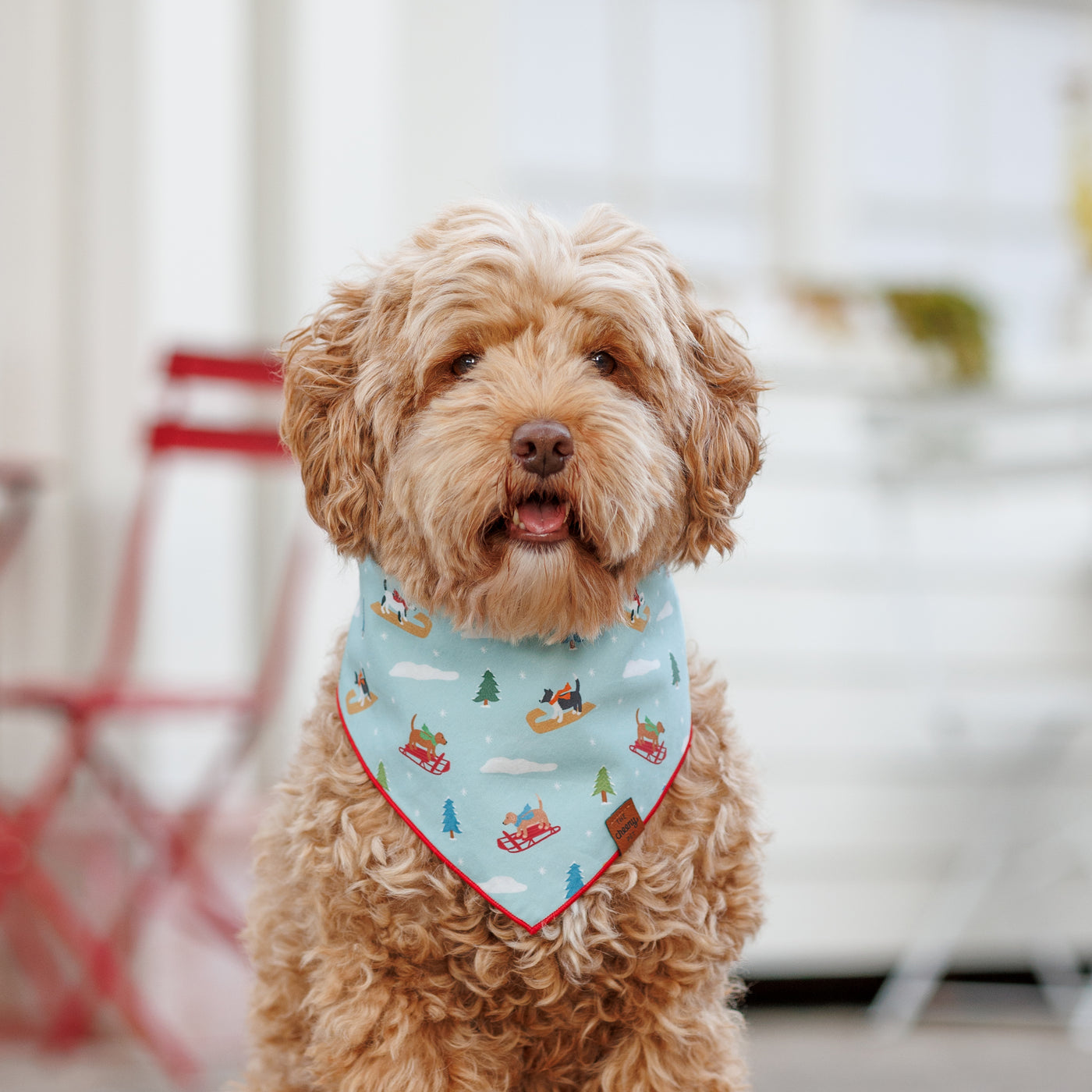 Sledding Dogs Pet Bandana