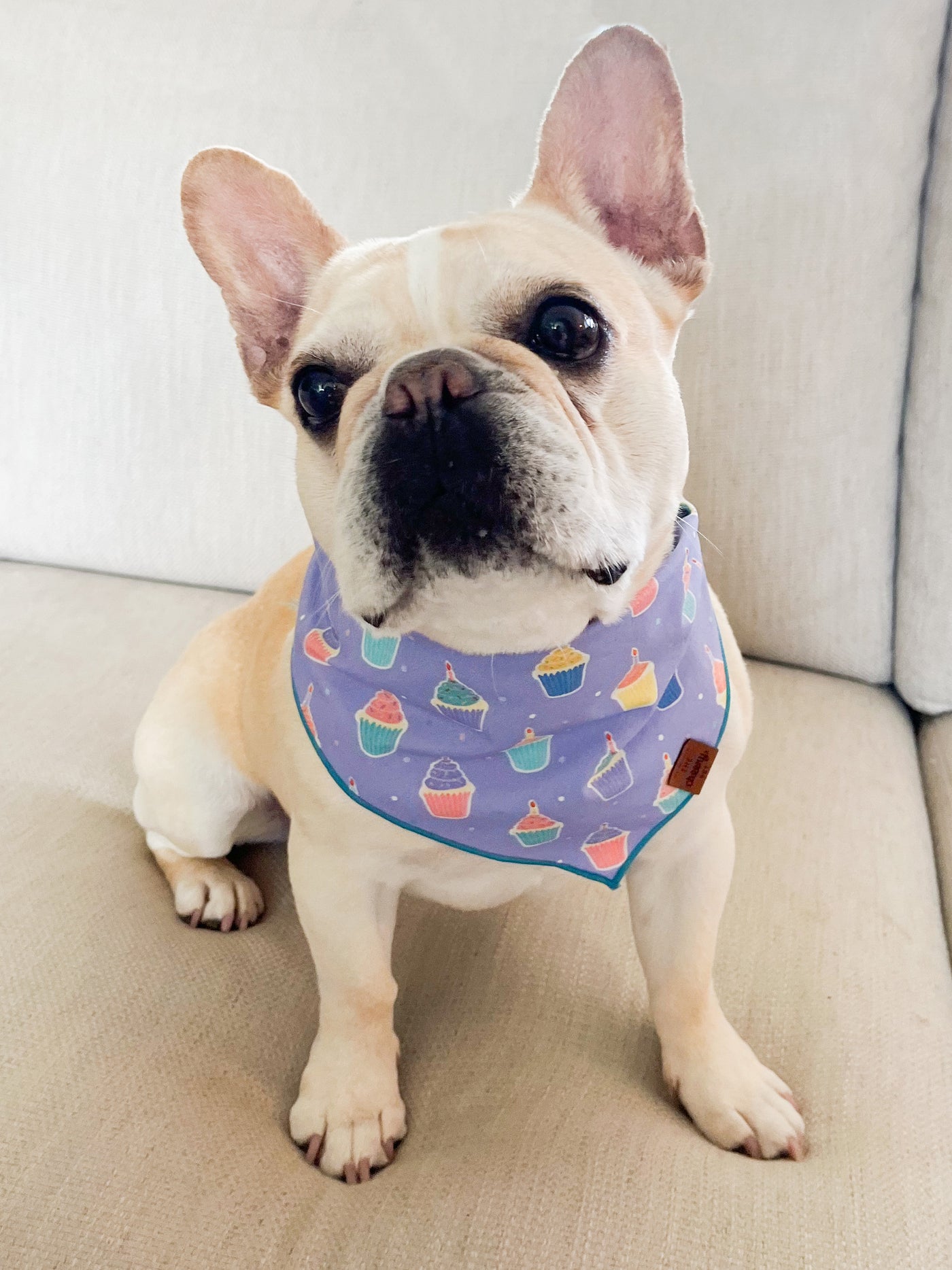 Pupcakes Pet Bandana - Lavender