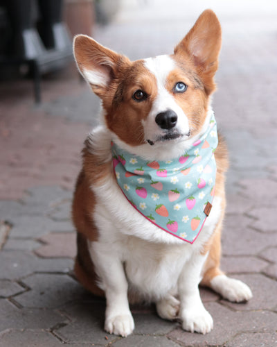 Strawberries Pet Bandana