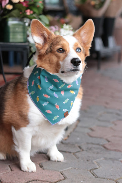 Salt Water Taffy Pet Bandana